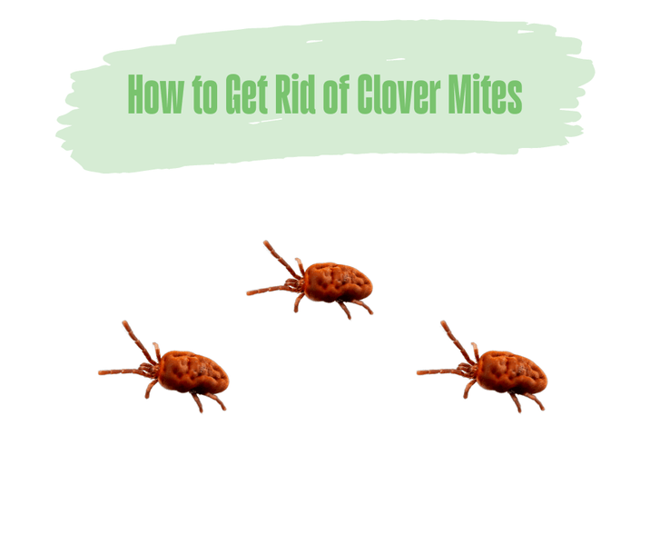 How to Get Rid of Clover Mites