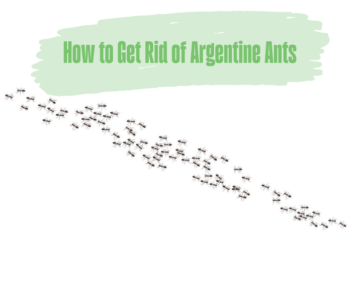 How to Get Rid of Argentine Ants