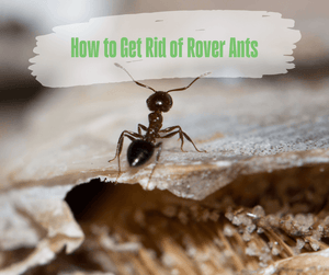 How to Get Rid of Rover Ants. Rover ant standing on piece of wood.
