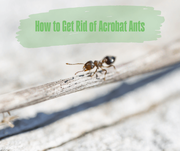 How to Get Rid of Acrobat Ants