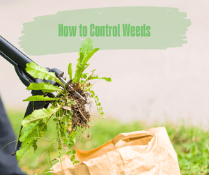 How to Control Weeds