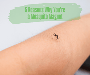 5 Reasons Why You’re a Mosquito Magnet
