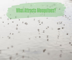 What Attracts Mosquitoes? Mosquitoes sitting on the surface of water.