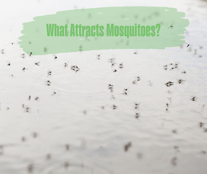 What Attracts Mosquitoes?