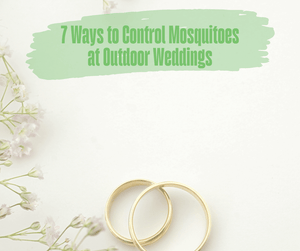 7 Ways to Control Mosquitoes at Outdoor Weddings. Two gold wedding bands, white flowers on a white background.