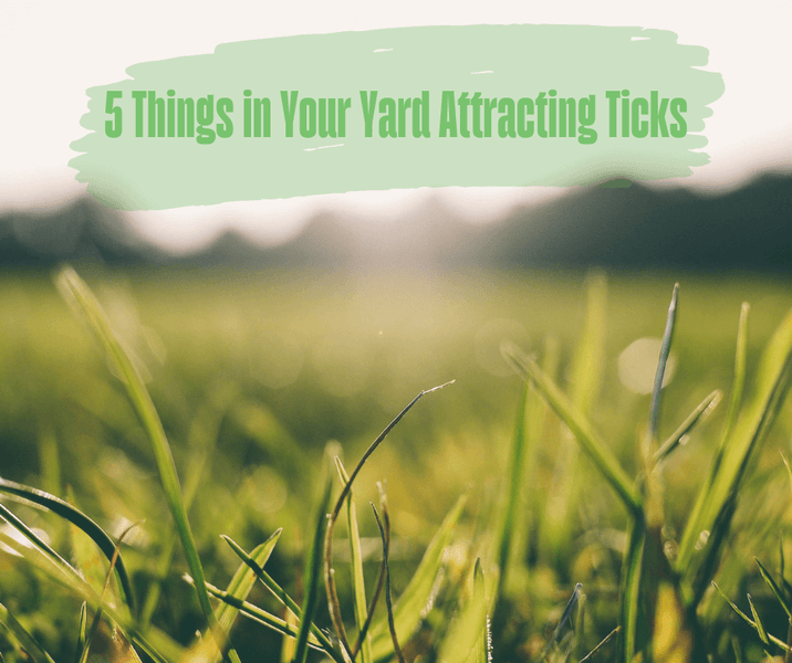 5 Things in Your Yard Attracting Ticks