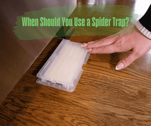 When Should You Use a Spider Trap?