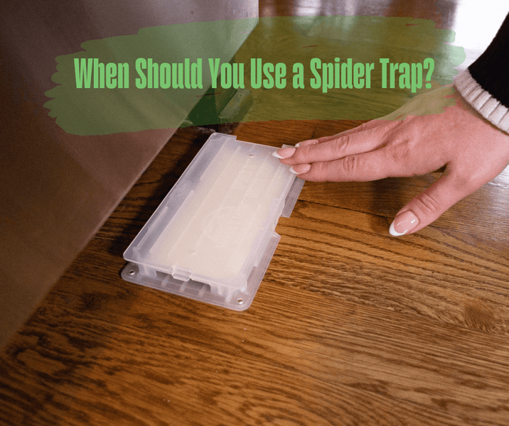 When Should You Use a Spider Trap?