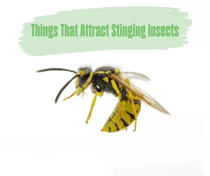 Things That Attract Stinging Insects