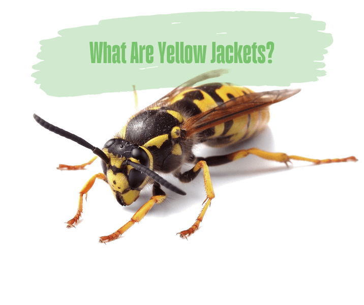 What Are Yellow Jackets?