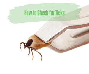 How to Check for Ticks. Tick in tweezers. White background.