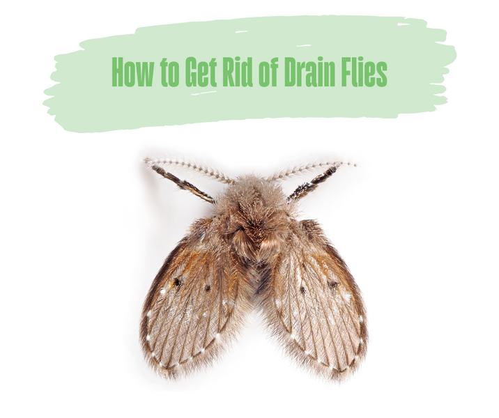 How to Get Rid of Drain Flies