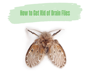 How to Get Rid of Drain Flies. Fuzzy brown drain fly. White background.