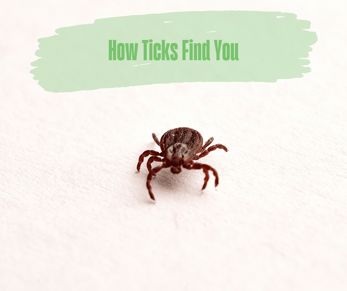 How Ticks Find You