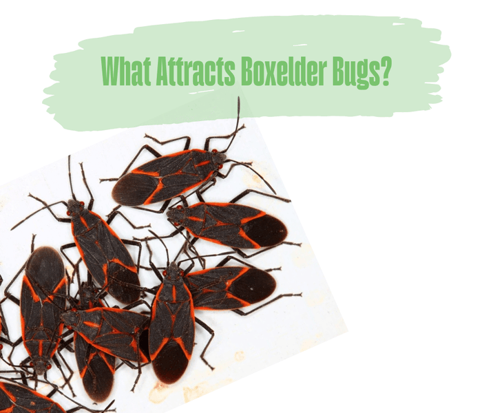 What Attracts Boxelder Bugs?