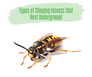 Types of Stinging Insects That Nest Underground