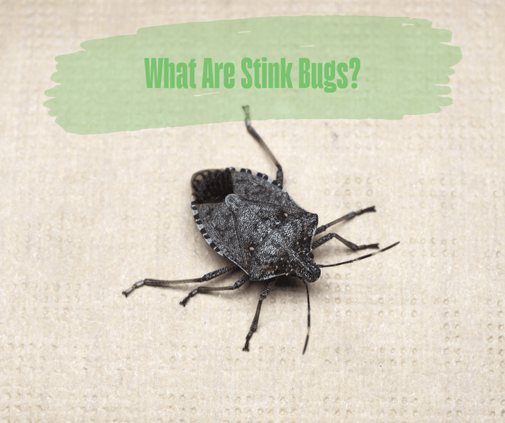 What Are Stink Bugs?