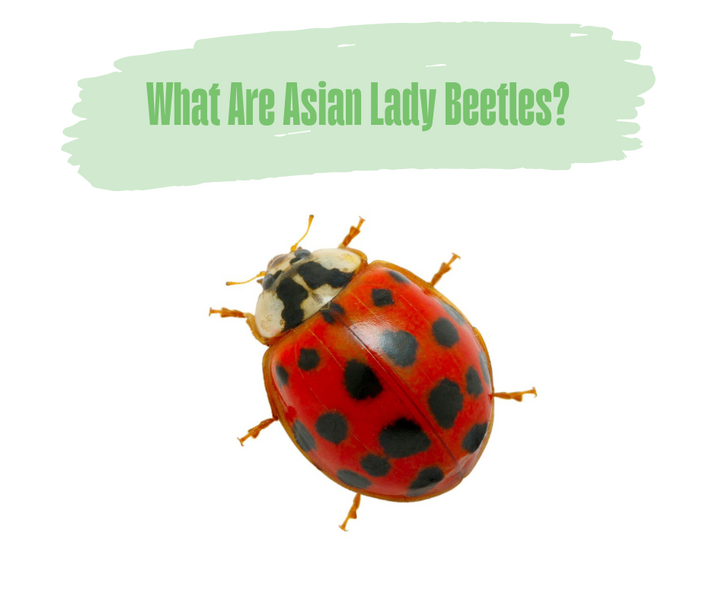 What Are Asian Lady Beetles?