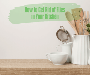 How to Get Rid of Flies in Your Kitchen