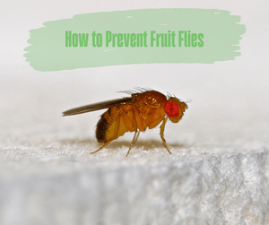 How to Prevent Fruit Flies. Close up of a fruit fly on a white fabric surface.