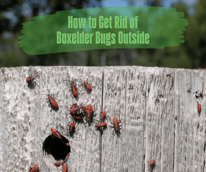 How to Get Rid of Boxelder Bugs Outside. Boxelder bugs crawling on wood fence with blurred trees in background.