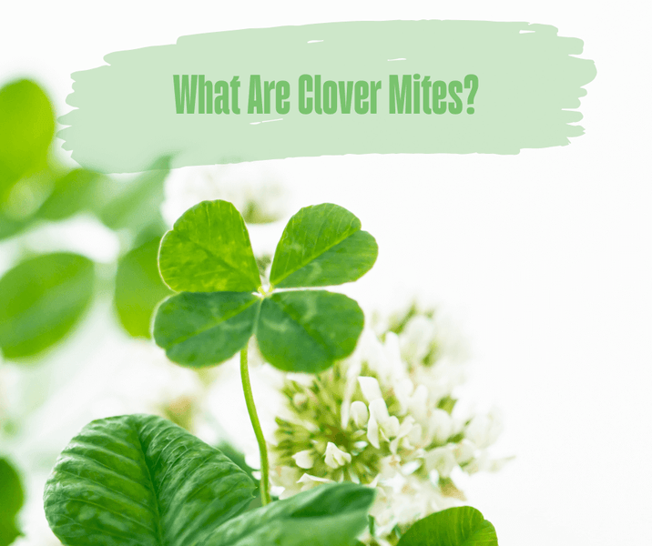What Are Clover Mites?