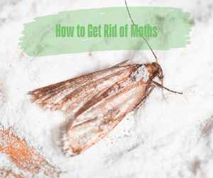 How to Get Rid of Moths