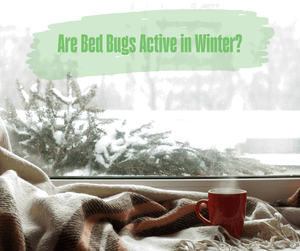 Are Bed Bugs Active in Winter? Window seat with blanket and cup of coffee. View of trees out of window.