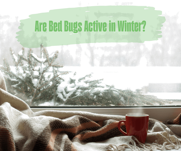 Are Bed Bugs Active in Winter?