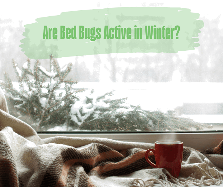 Are Bed Bugs Active in Winter?