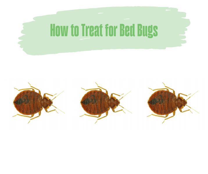 How to Treat for Bed Bugs