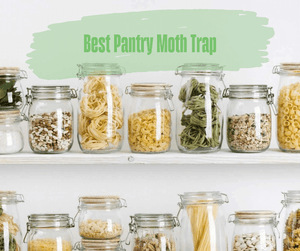 Best Pantry Moth Trap: What Should I Look For?