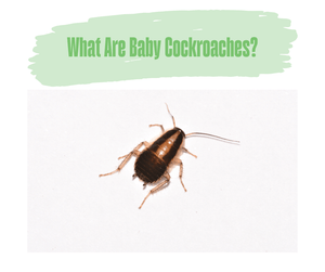 What Are Baby Cockroaches? Cockroach nymph. White background.