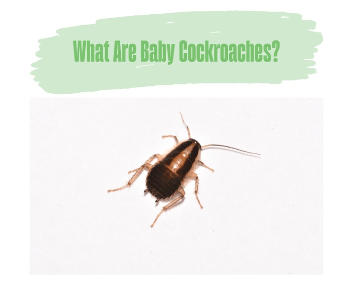 What Are Baby Cockroaches?