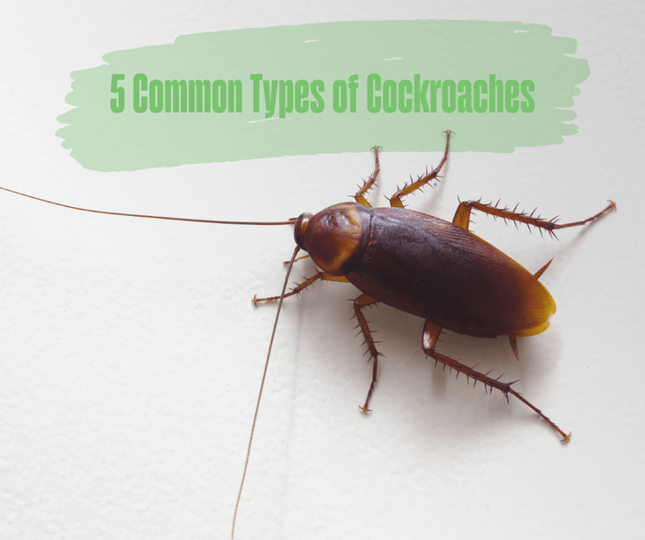 5 Common Types of Cockroaches