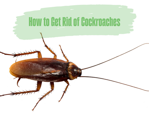 How to Get Rid of Cockroaches