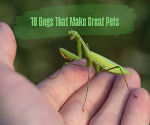 10 Bugs That Make Great Pets. Praying mantis on hand.