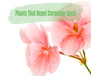Plants That Repel Carpenter Bees. Geranium flowers on white background.