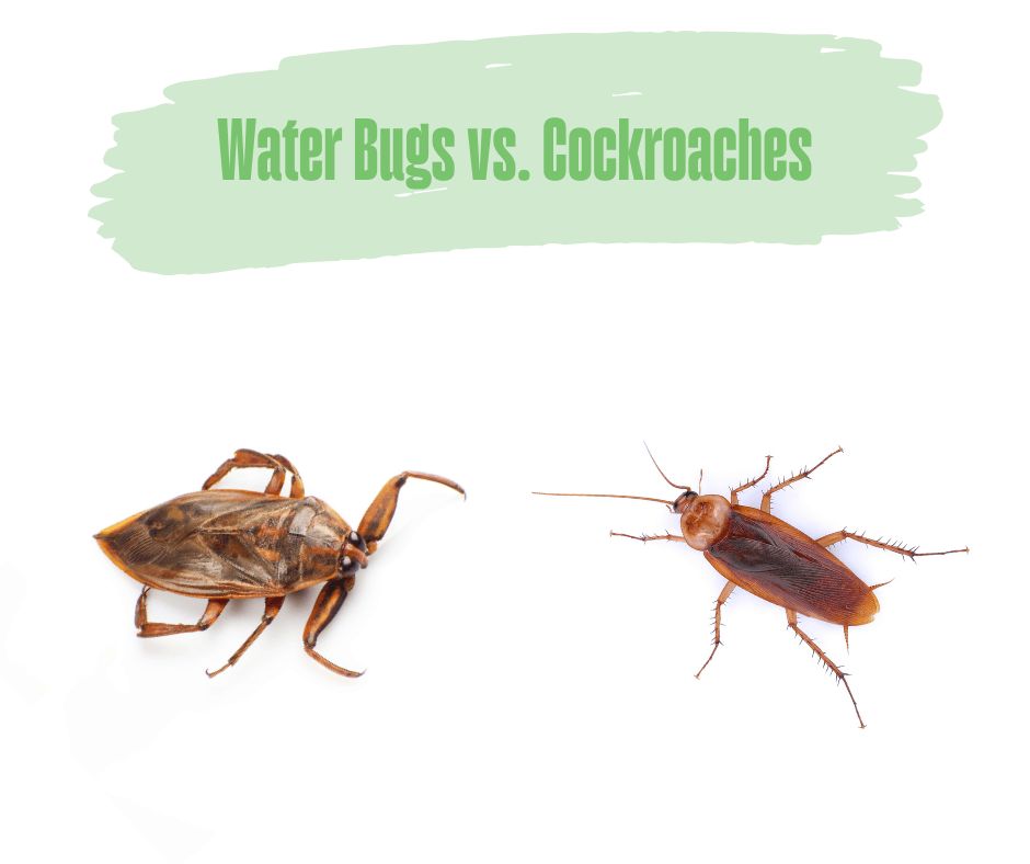 Water Bugs vs. Cockroaches – Maggie's Farm Ltd