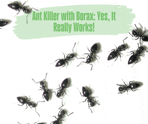 Ant Killer with Borax: Yes, It Really Works! Black ants grouped together on white background.