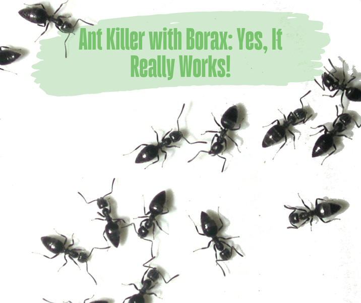 Ant Killer with Borax: Yes, It Really Works!