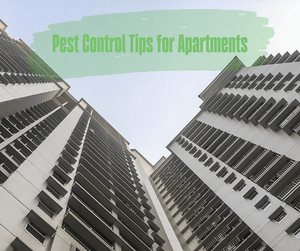 Pest Control Tips for Apartments. View of looking up at tall apartment buildings with a blue sky.