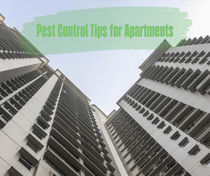 Pest Control Tips for Apartments