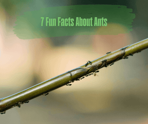 7 Fun Facts About Ants. Black ants crawling on vegetation. Blurry background.