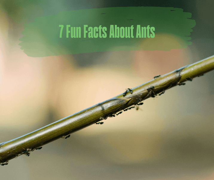 7 Fun Facts About Ants