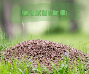 How to Get Rid of Ant Hills. Ant mound made of soil in grass. Blurred green background.