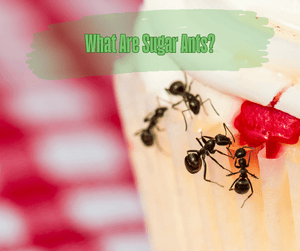 What Are Sugar Ants? Black ants crawling on a cupcake. Blurred picnic blanket in background.