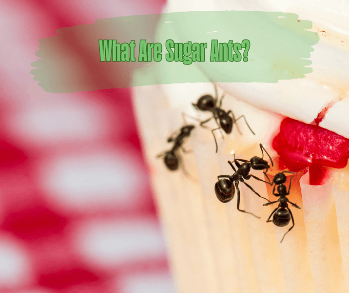 What Are Sugar Ants?
