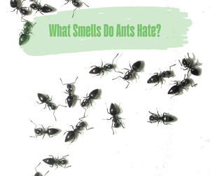 What Smells Do Ants Hate? Black ants crawling on white background.