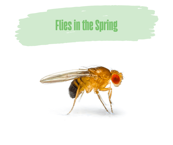 Flies in the Spring